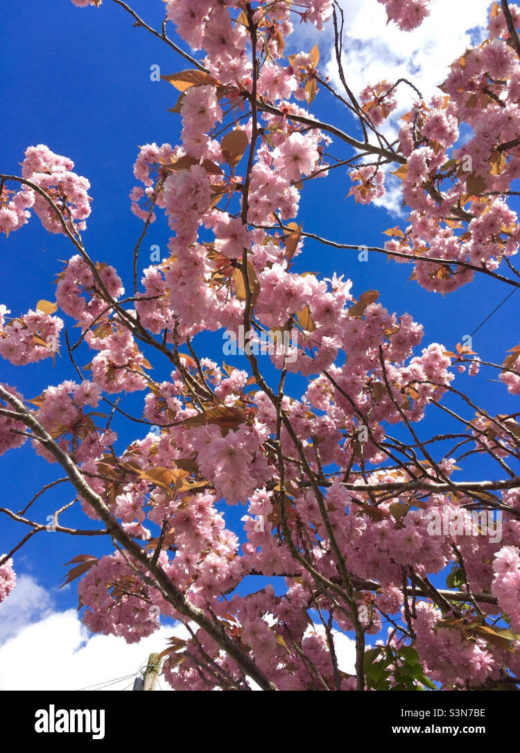 Spring blossom blue sky Stock Photo