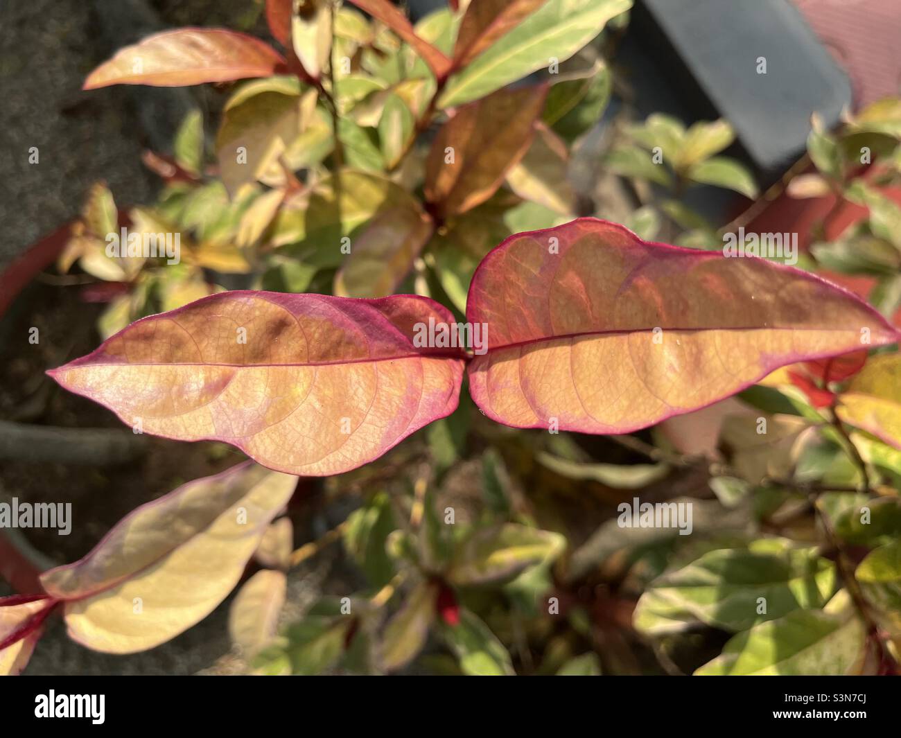 Pink leaves hi-res stock photography and images - Alamy