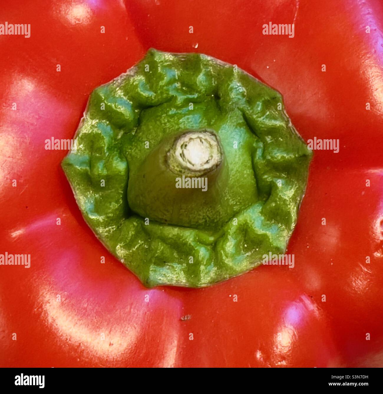 A red Capsicum pepper showing close-up of stalk - Smartphone Captured Stock Image
