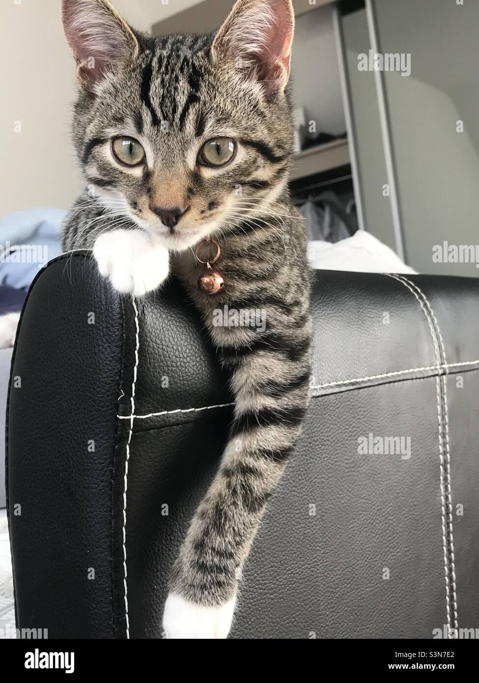 Beautiful tiger striped tabby cat Stock Photo - Alamy