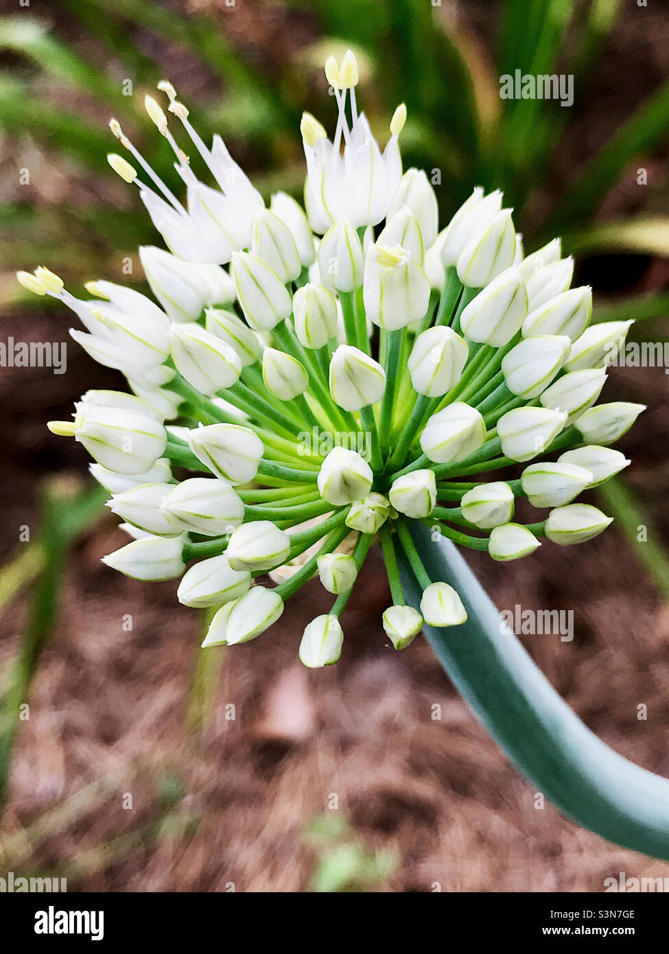 Ornamental onion flowering plant. Aka allium Stock Photo Alamy