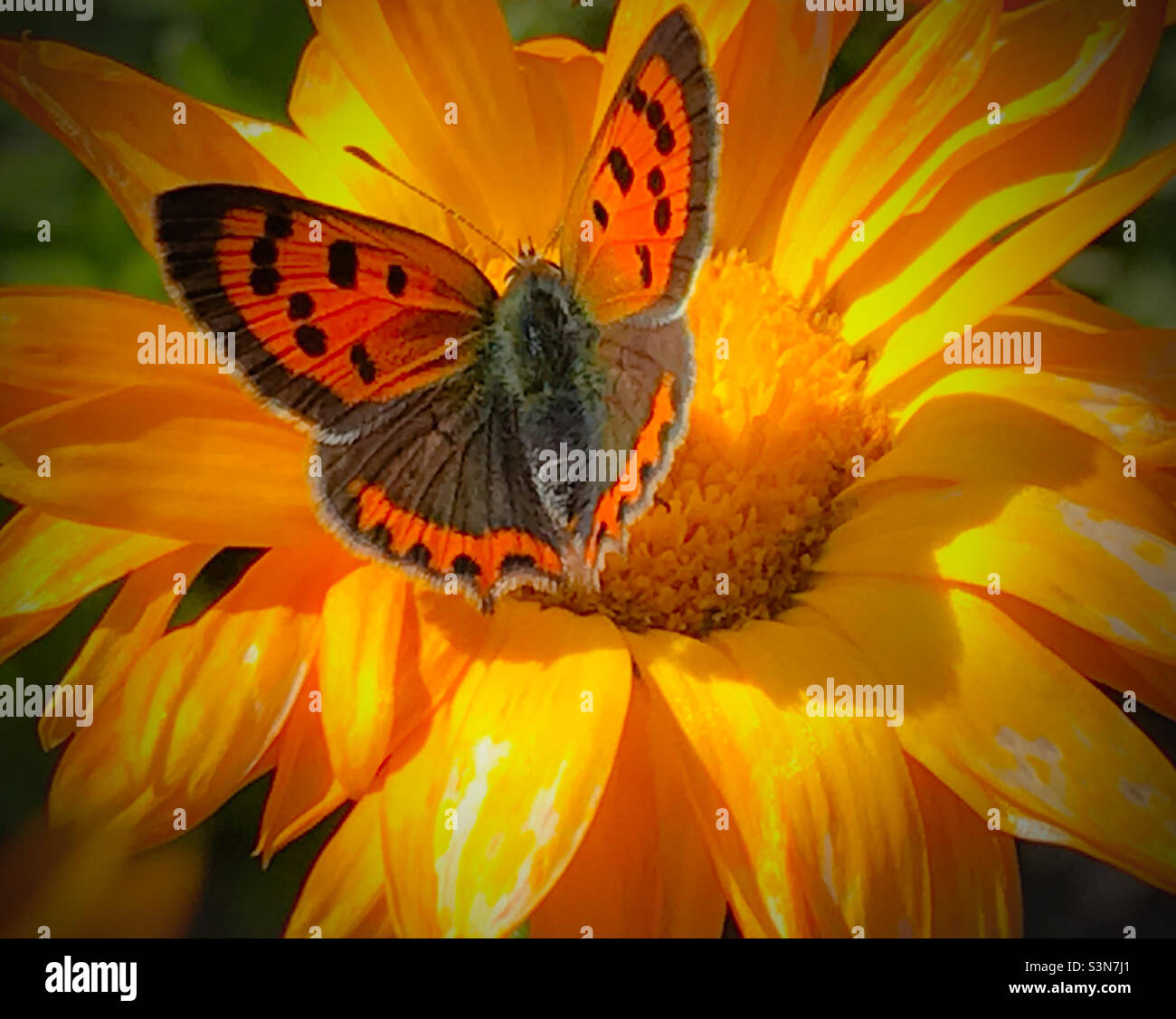 Butterfly and Daisy flower Stock Photo