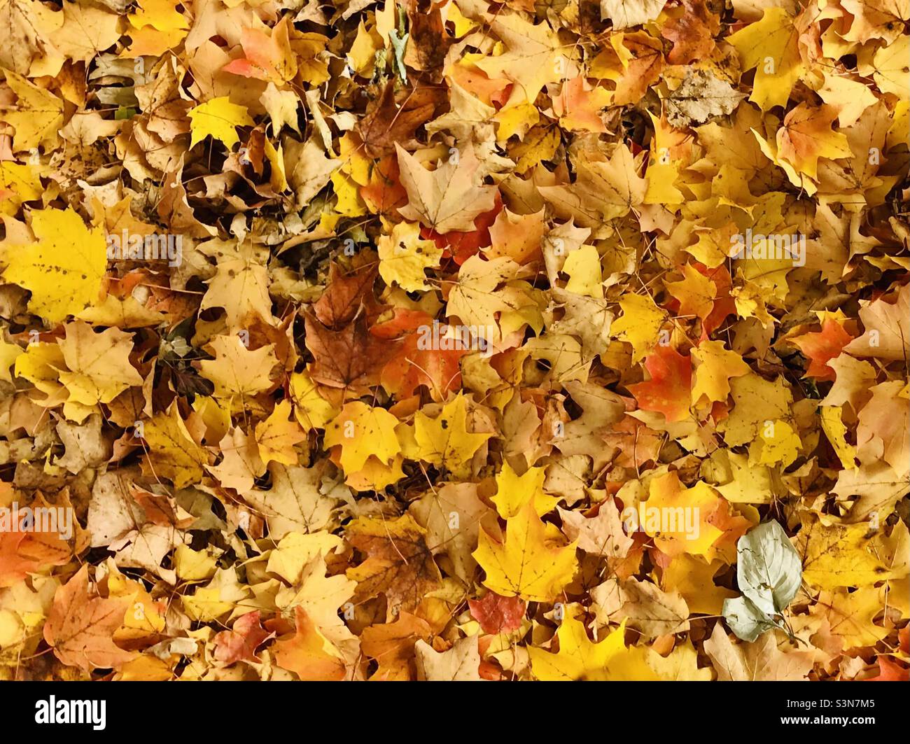 Leaves colorful hi-res stock photography and images - Alamy