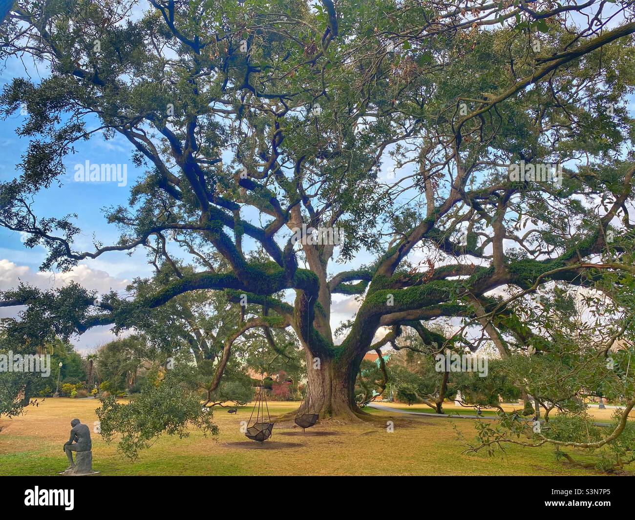 Live oak tree in Louisiana, near New Orleans Stock Photo Alamy