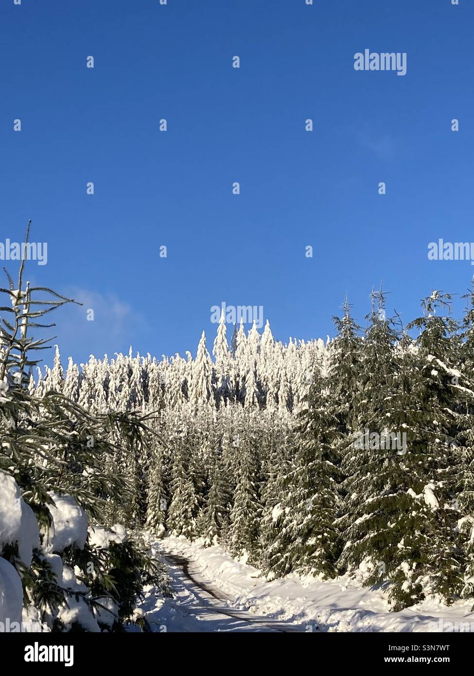Evergreen trees and blue sky hi-res stock photography and images - Alamy