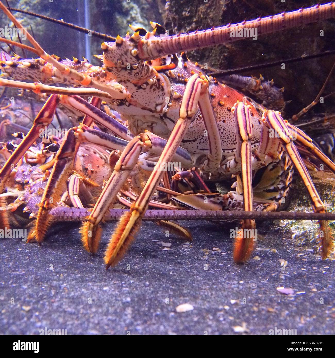 Caribbean lobsters hi-res stock photography and images - Alamy
