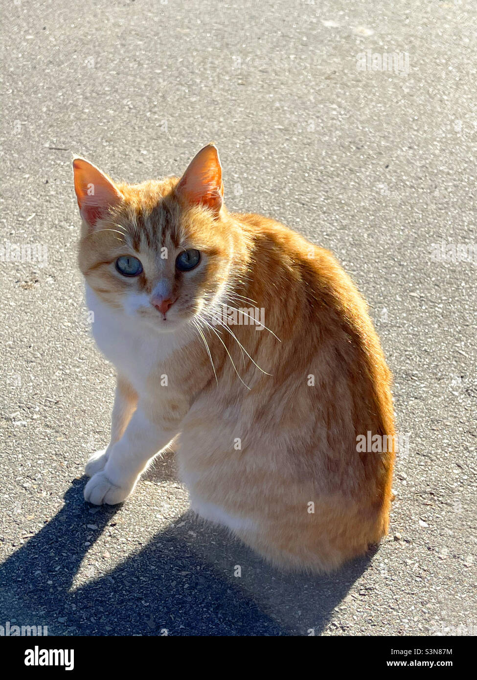 Tabby and white cat sitting, looking at the camera - Smartphone Captured Stock Image