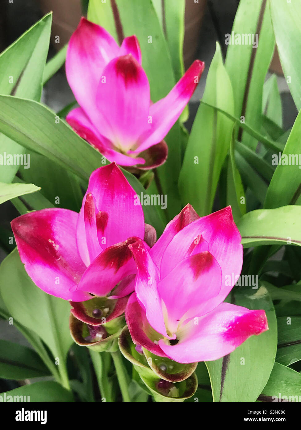 Beautiful curcuma ginger flowers in a pink color Stock Photo Alamy