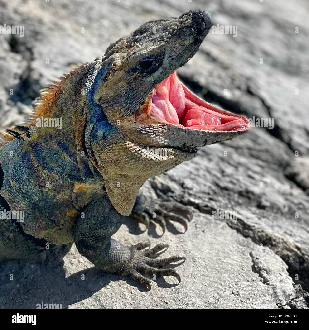 Iguana with mouth wide open. Stock Photo
