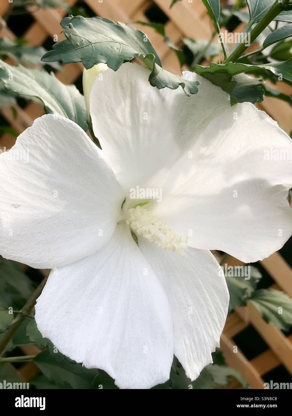 Unusual solid white colored Rose of Sharon flower blossom Stock Photo -  Alamy