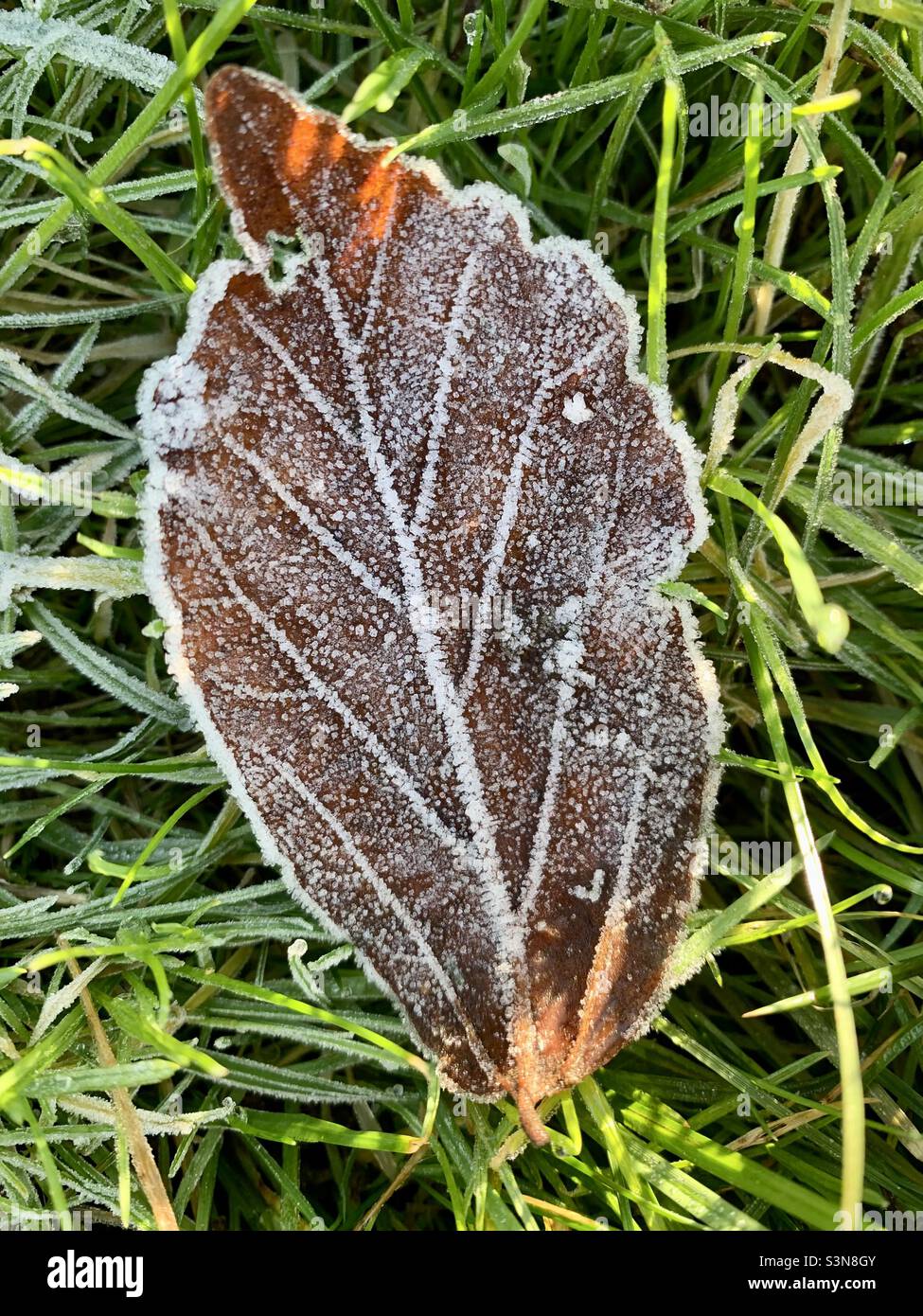 Frosty leaf laying on some grass Stock Photo