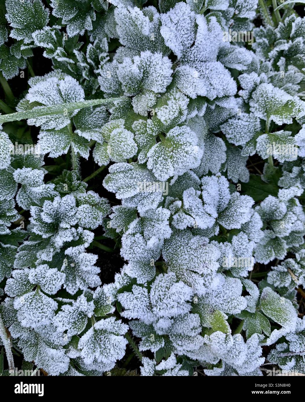 Frosty leaves on a winters morning Stock Photo