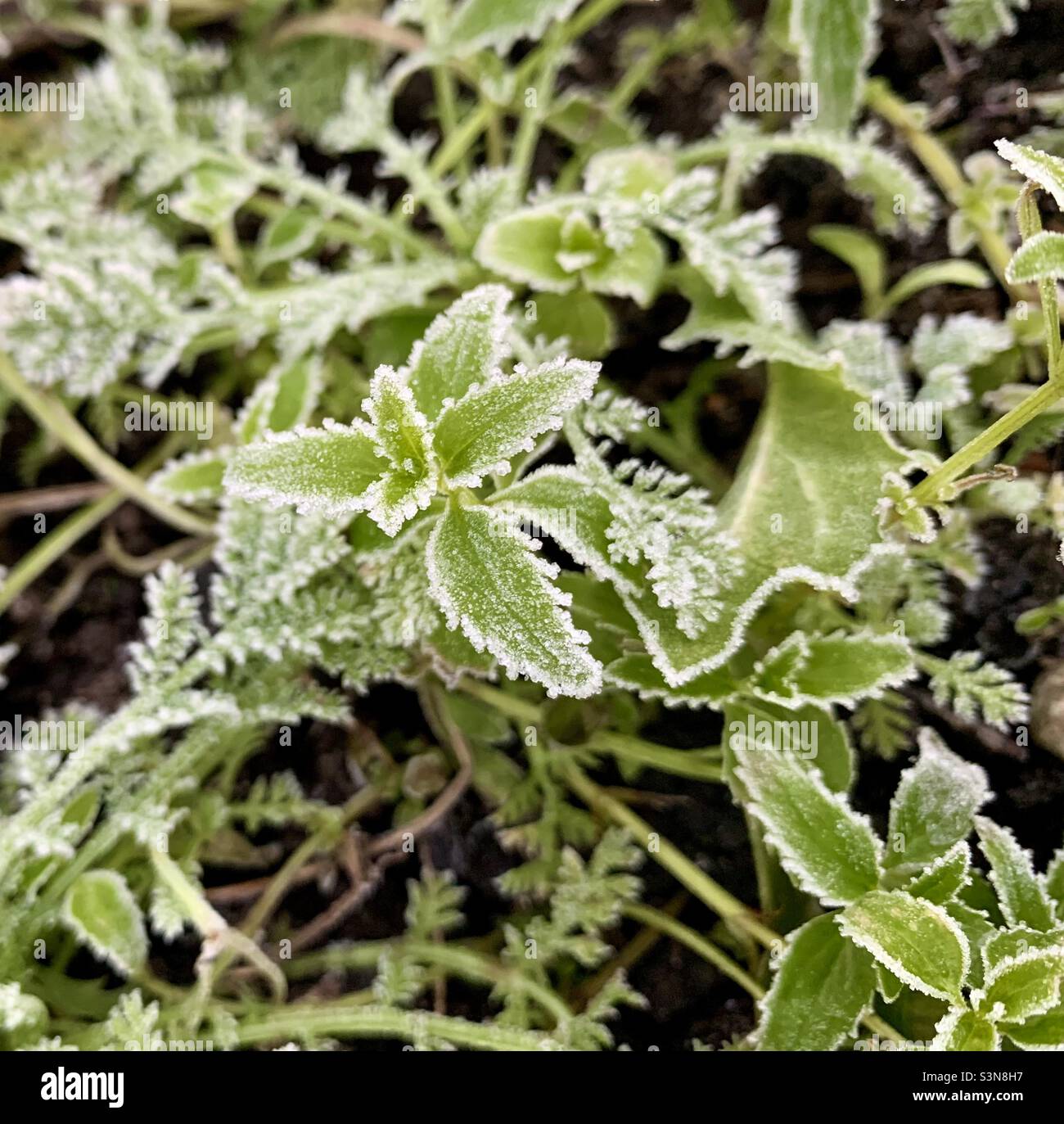 Frosty green plants Stock Photo