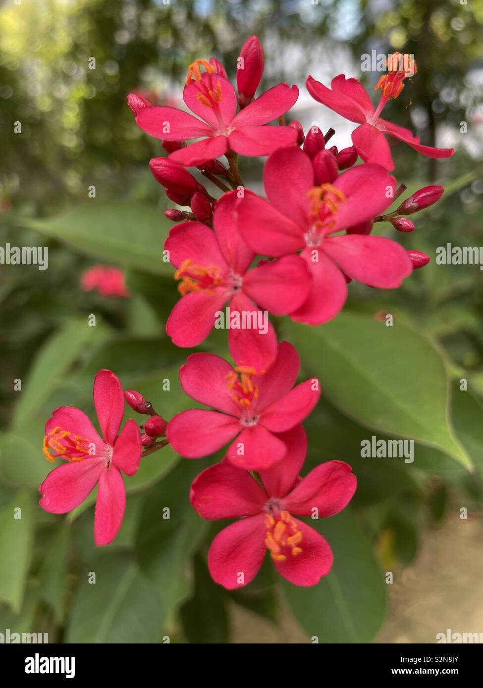 Cherry red flowers in a Singapore garden Stock Photo