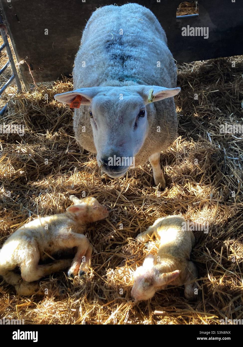 New born lamb twins in hay barn / pen - lambing - spring lamb Stock Photo