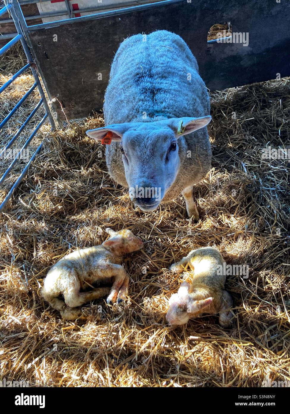 Lambing - baby lamb twins - newborn - farming Stock Photo