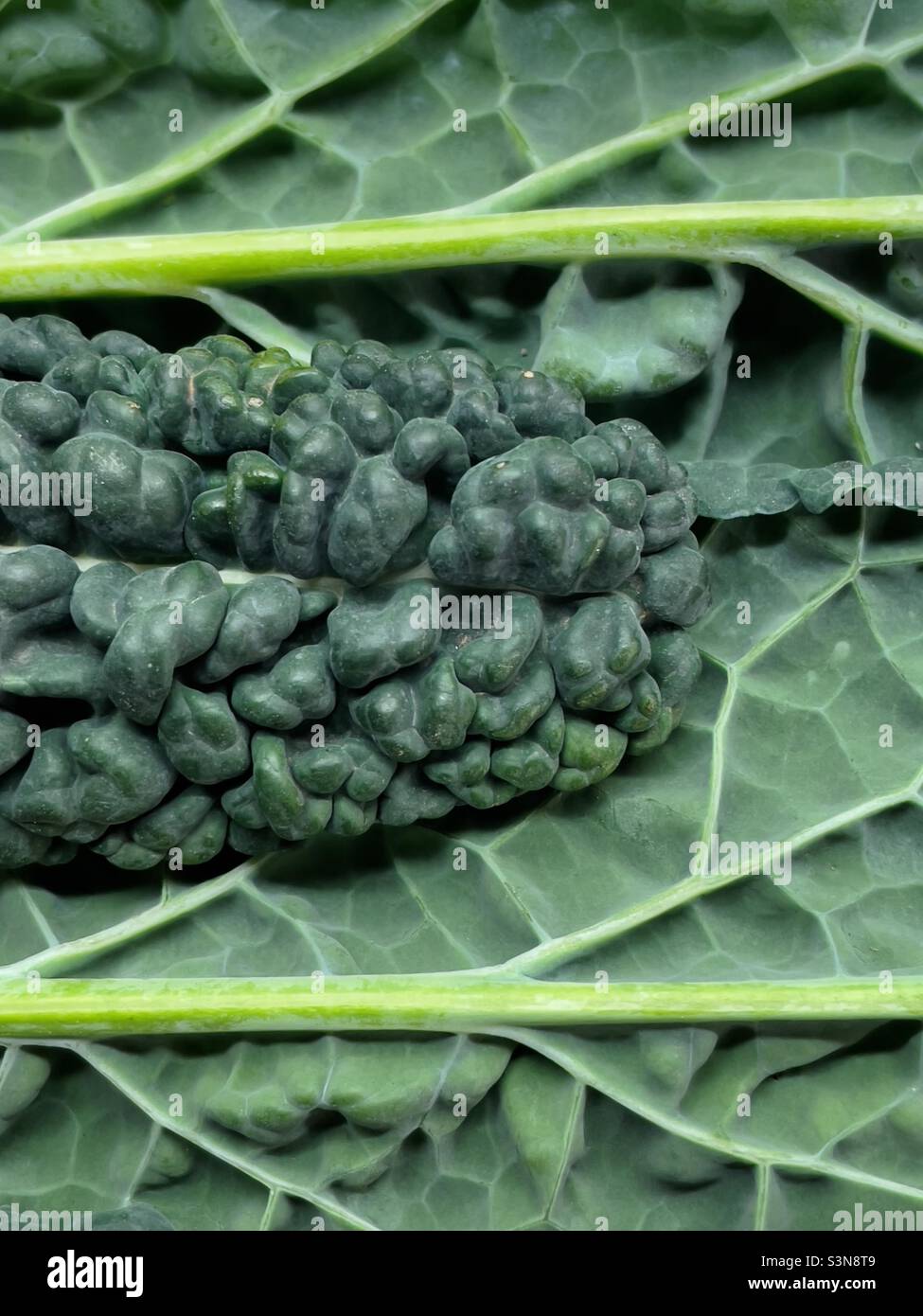 A close-up of Cavalo Nero leaves showing the venation - Smartphone Captured Stock Image