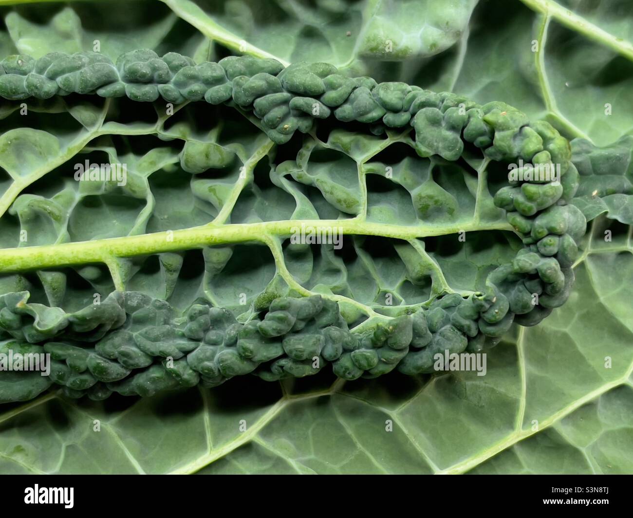 A leaf of Cavalo Nero or black cabbage showing the veins - Smartphone Captured Stock Image