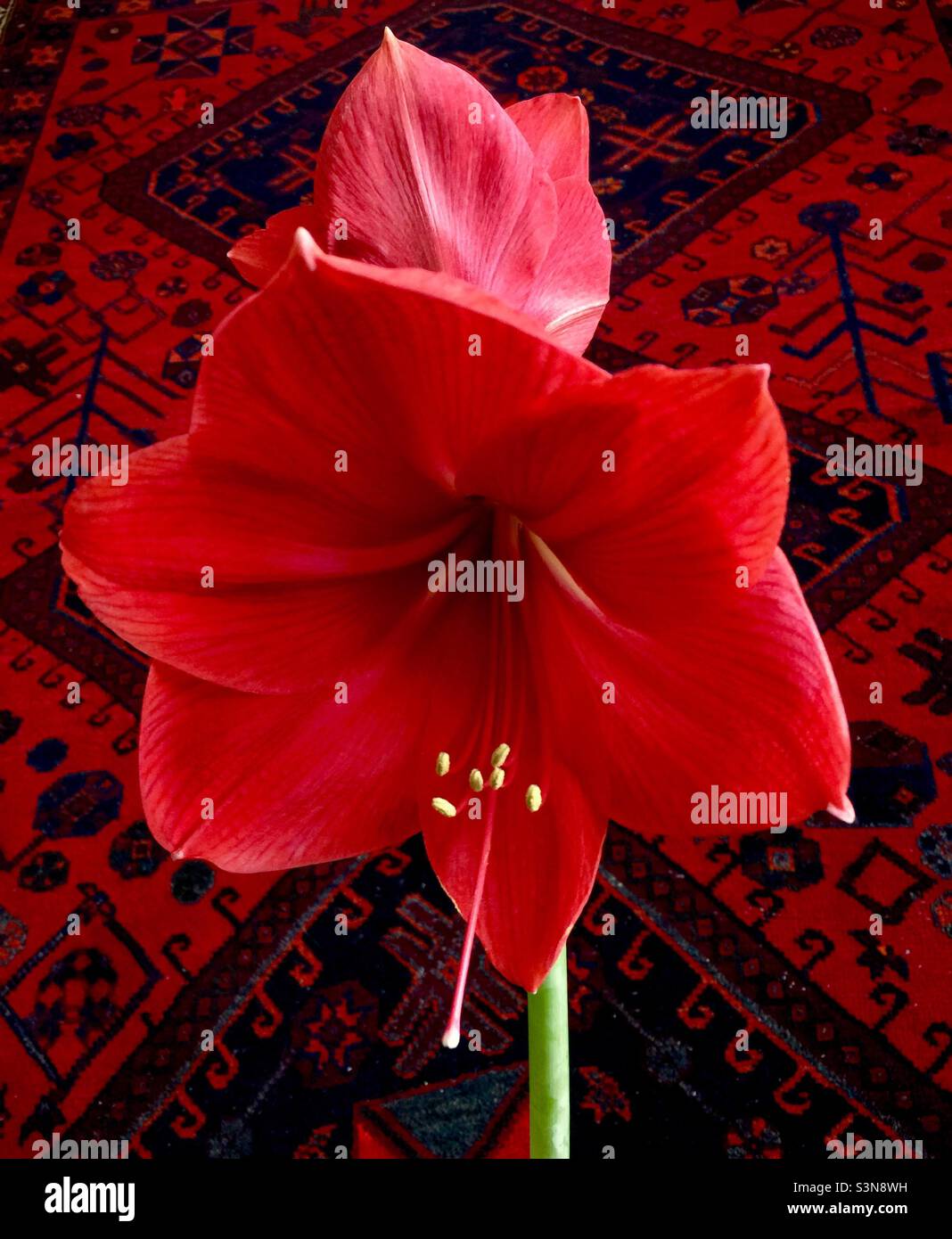 Amaryllis in full bloom. Two flowers at their peak beauty against a lush oriental rug of harmonious colour. - Smartphone Captured Stock Image