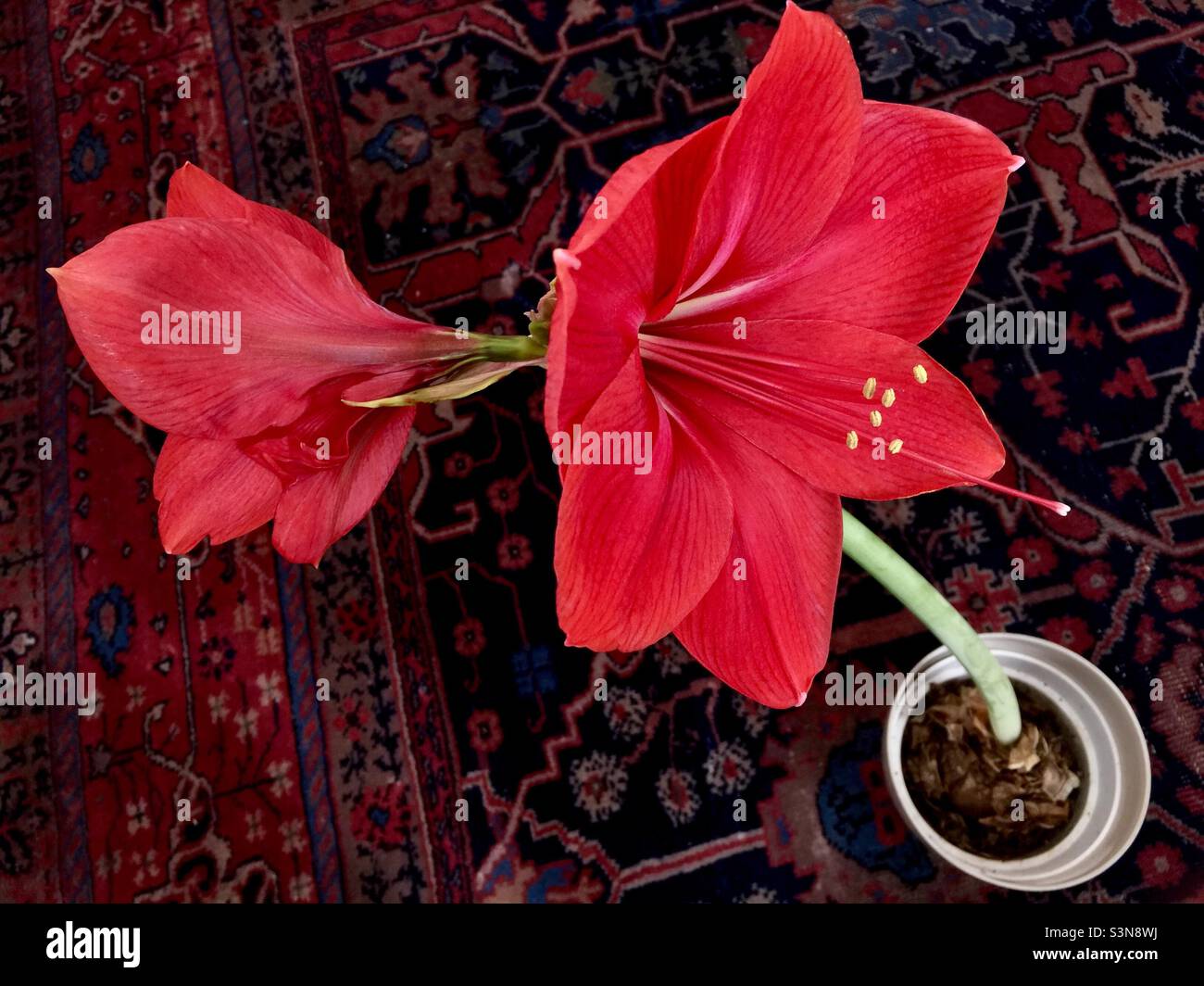 Two Amaryllis flowers in full bloom on an oriental rug with harmonious colours. Concepts: nature, opulence, shades of red. - Smartphone Captured Stock Image
