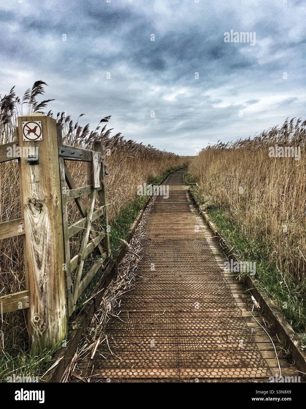 A boardwalk through the reef beds at Cley on the north Norfolk coast. - Smartphone Captured Stock Image
