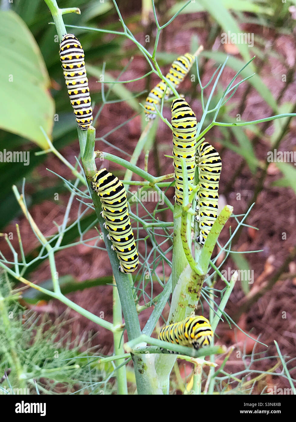 Caterpillar stage of the black swallowtail butterfly. They are feeding