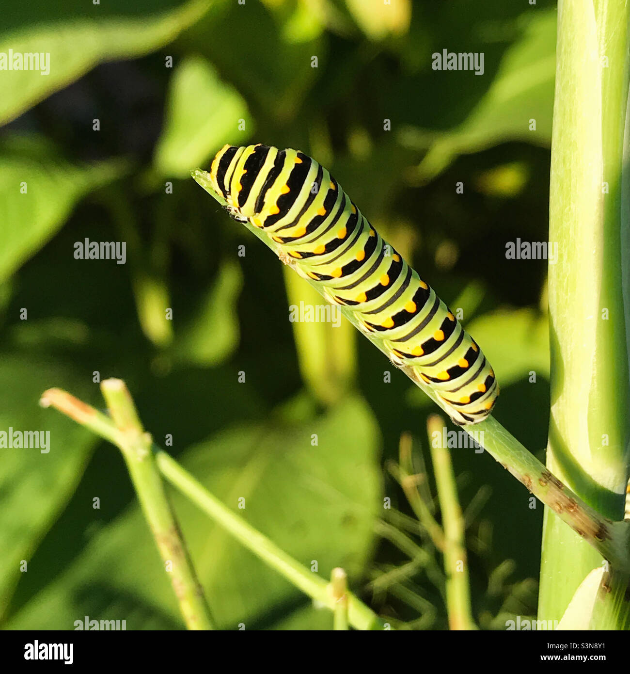 black swallowtail butterfly during its caterpillar stage. It is feeding