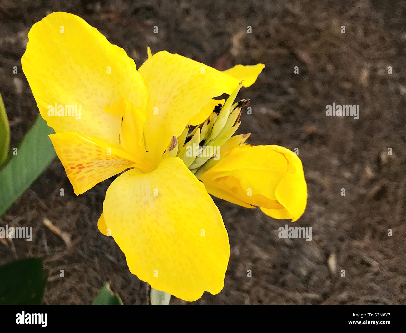 Bright and colorful yellow canna lily growing in a backyard garden.  Copy space. Stock Photo
