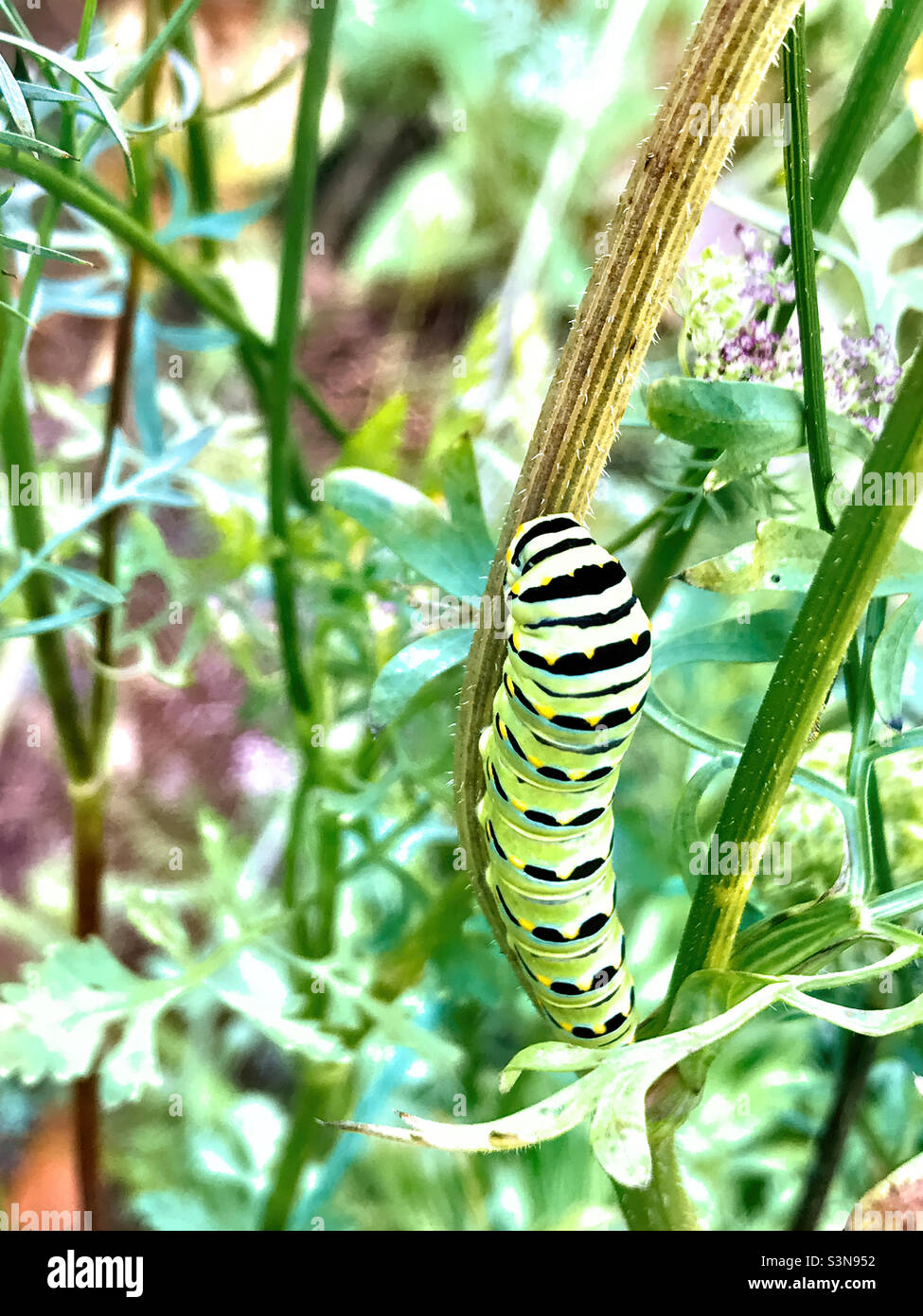 Caterpillar life cycle stage of the black swallowtail butterfly Stock