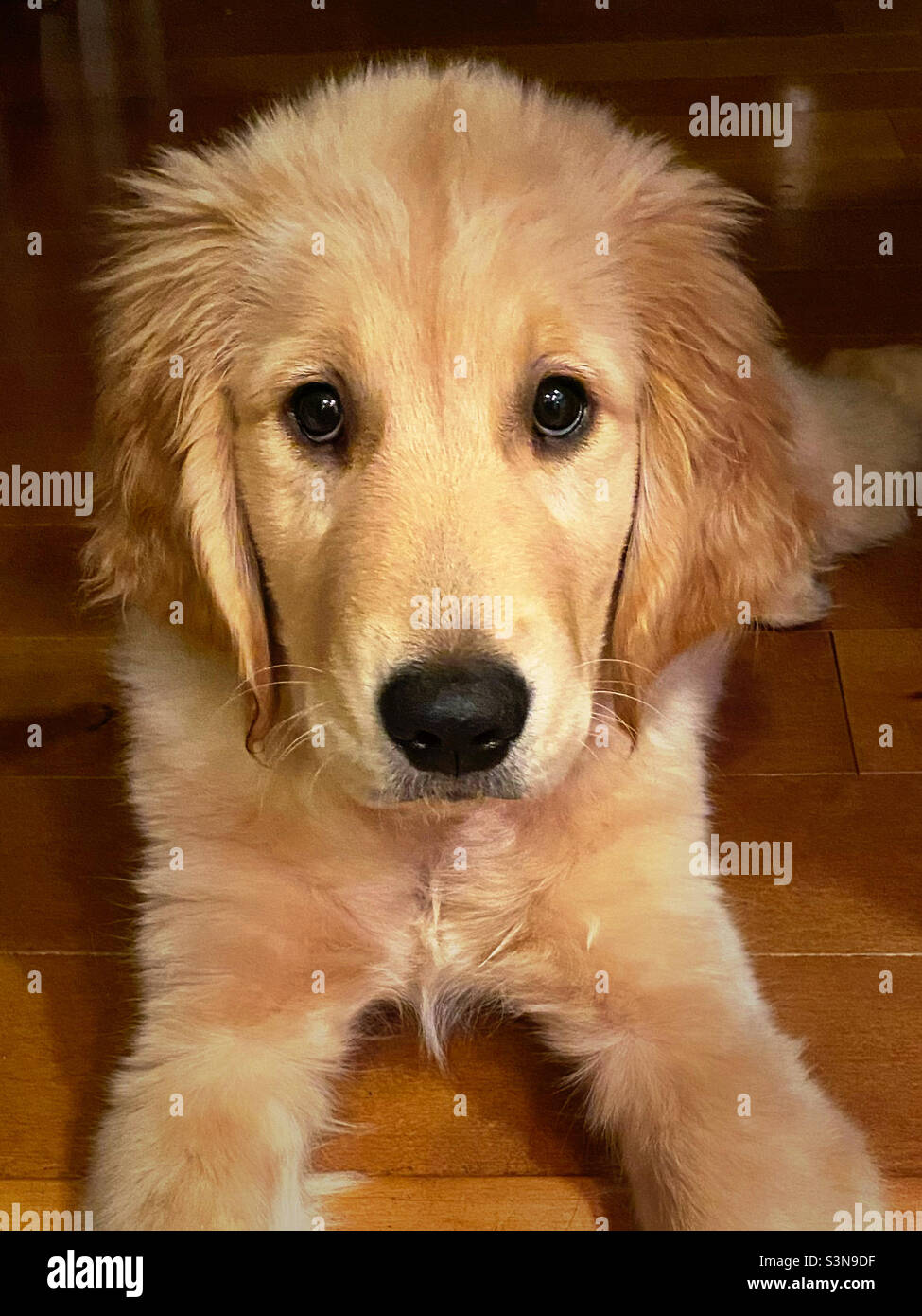 Golden retriever puppy portrait - Smartphone Captured Stock Image