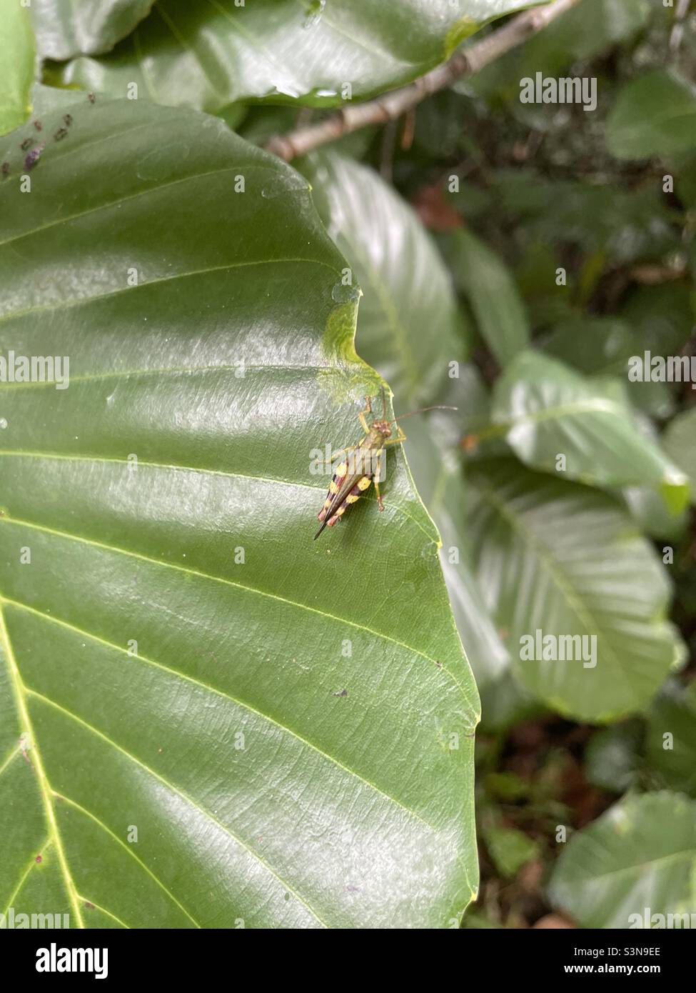 Crouching insect on a leaf Stock Photo