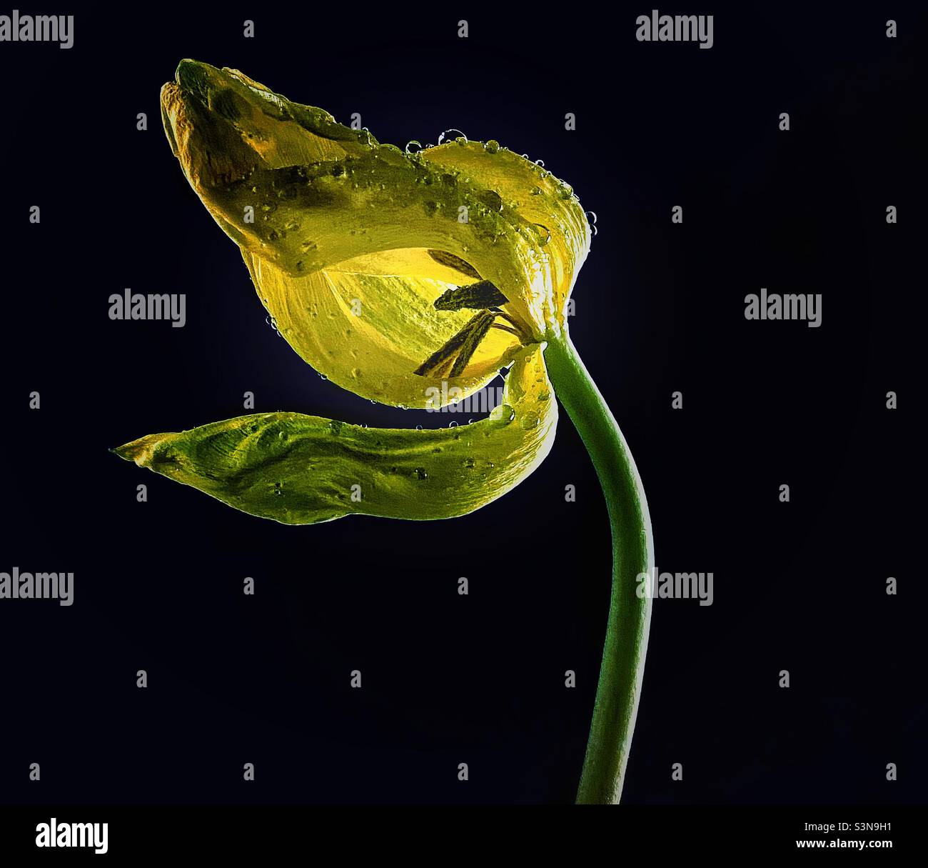 Faded tulip - Smartphone Captured Stock Image