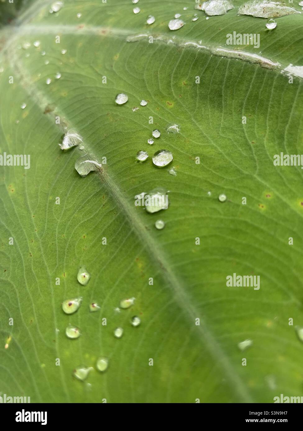 Water droplets on a leaf Stock Photo