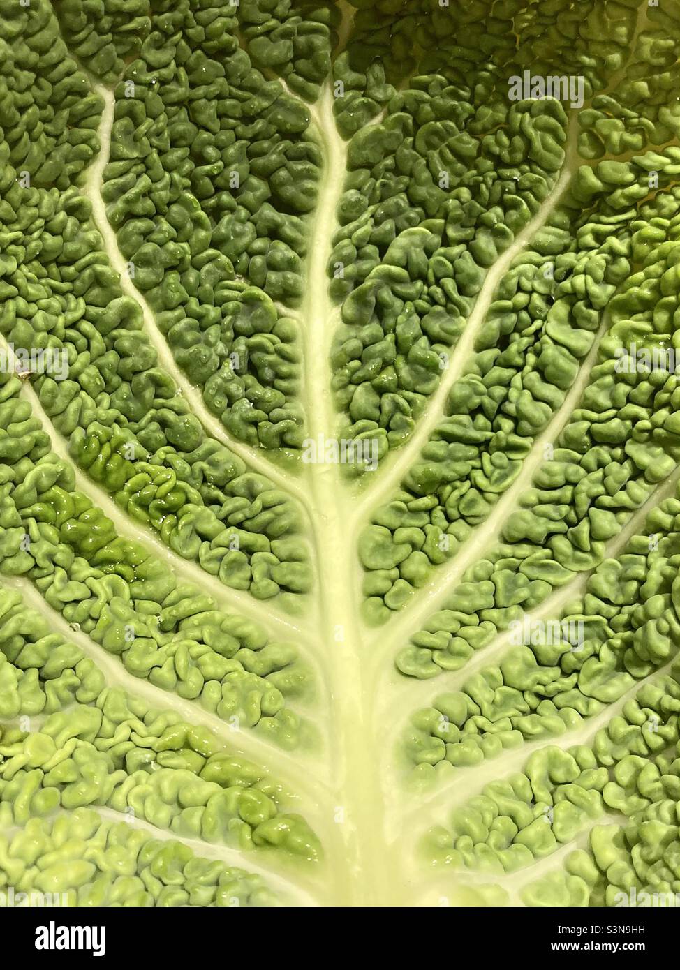 the curly green leaf of a savoy cabbage with the veins in closeup - Smartphone Captured Stock Image