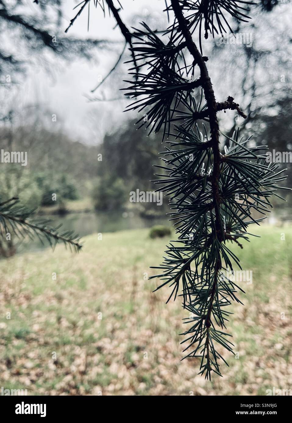Close up of a branch - Smartphone Captured Stock Image