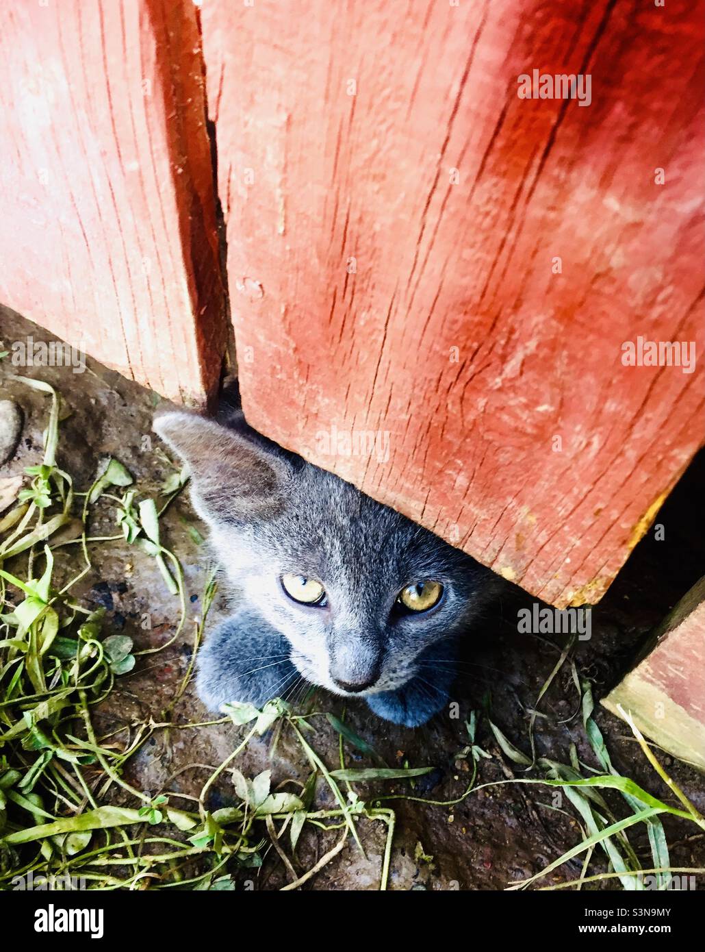 Timid animals hi-res stock photography and images - Alamy Timid animals hi-res stock photography and images - Alamy