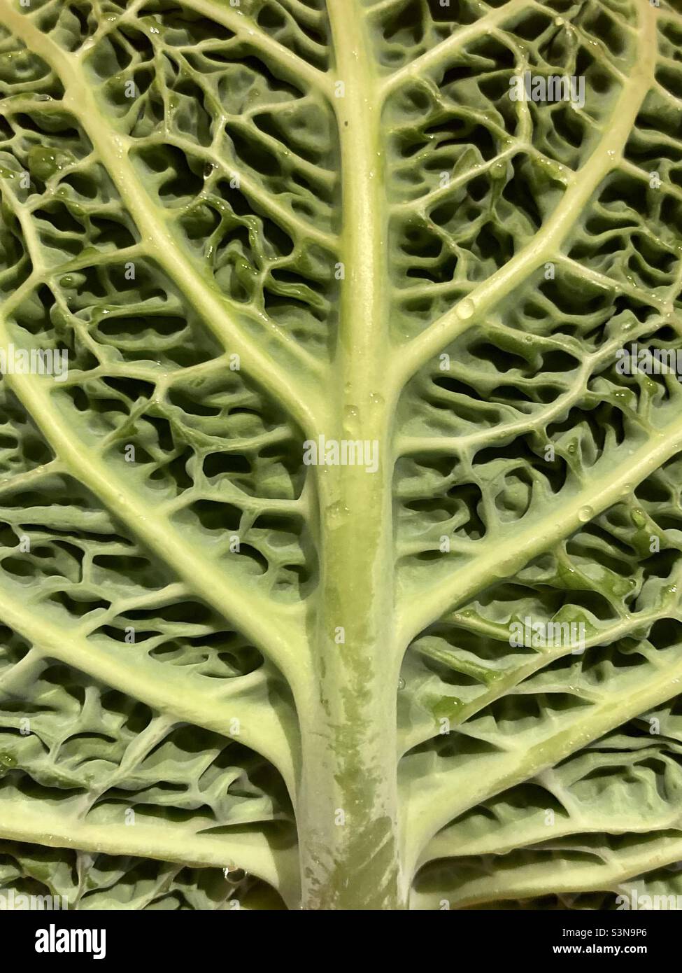 the curly green leaf of a savoy cabbage with the veins in closeup - Smartphone Captured Stock Image