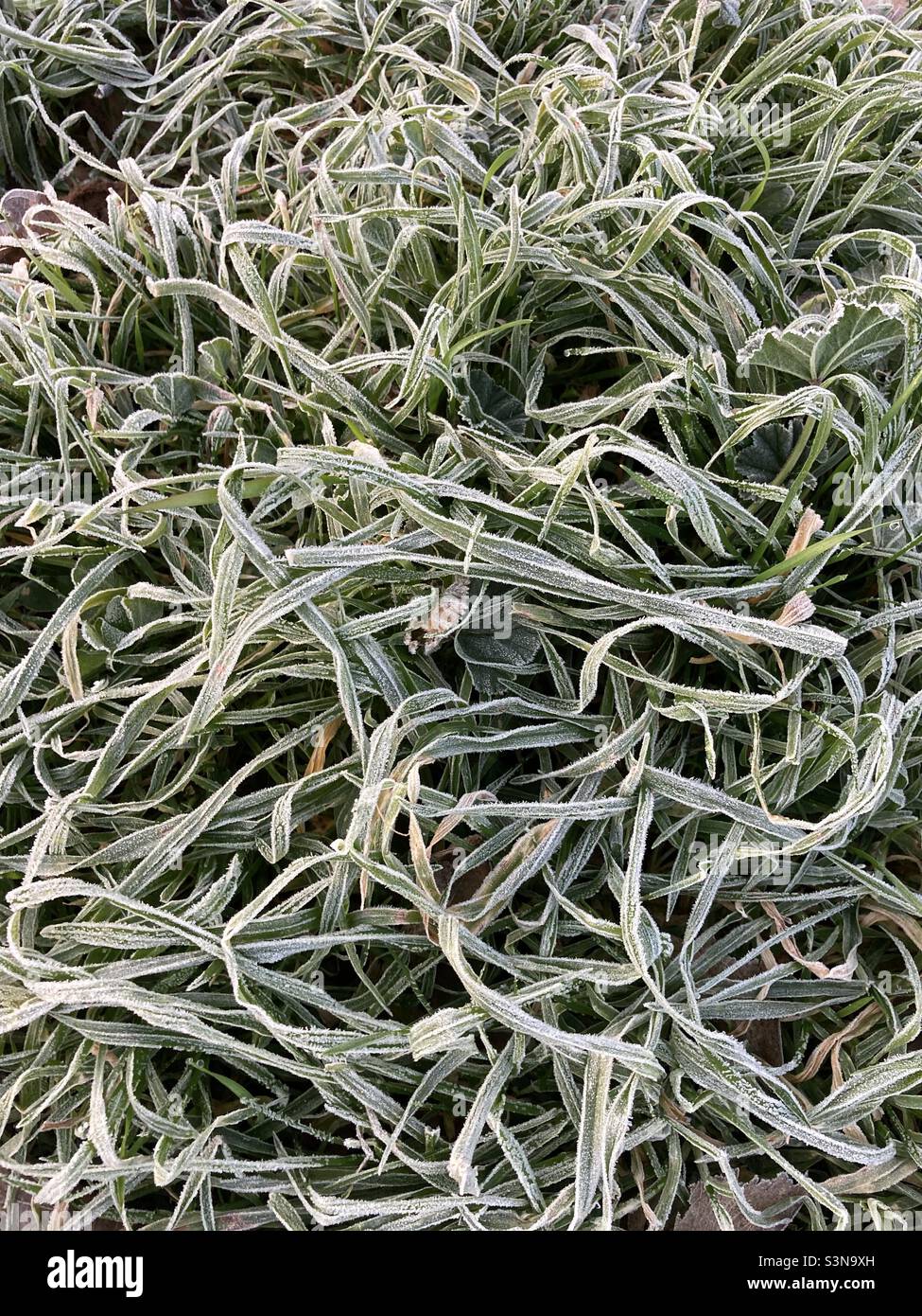 Frozen grass Stock Photo