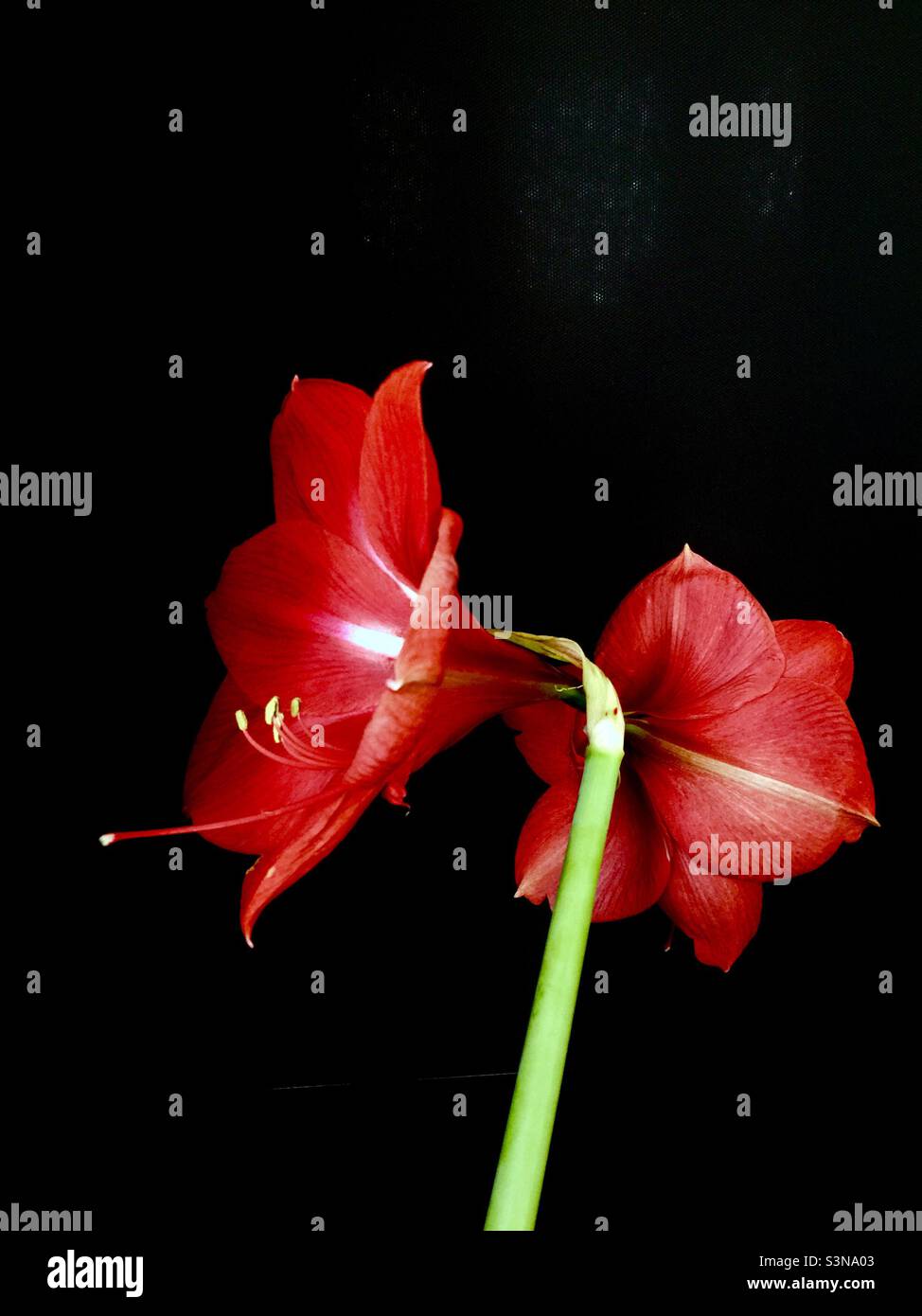 Two Amaryllis flowers at their peak, blooming best, against a plain, black background. Just opened. - Smartphone Captured Stock Image