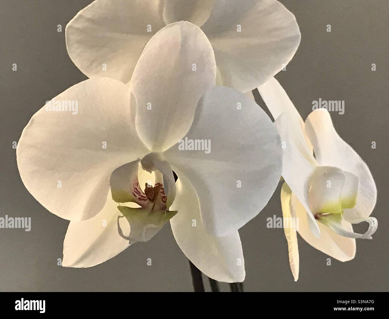 White Orchid close-up - Smartphone Captured Stock Image