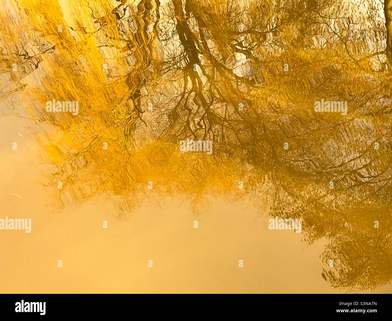 Abstract yellow autumn tone of a tree reflection in the water - Smartphone Captured Stock Image