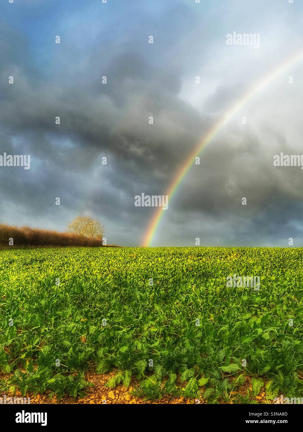 Rainbow over field, Lincolnshire, England. Stock Photo