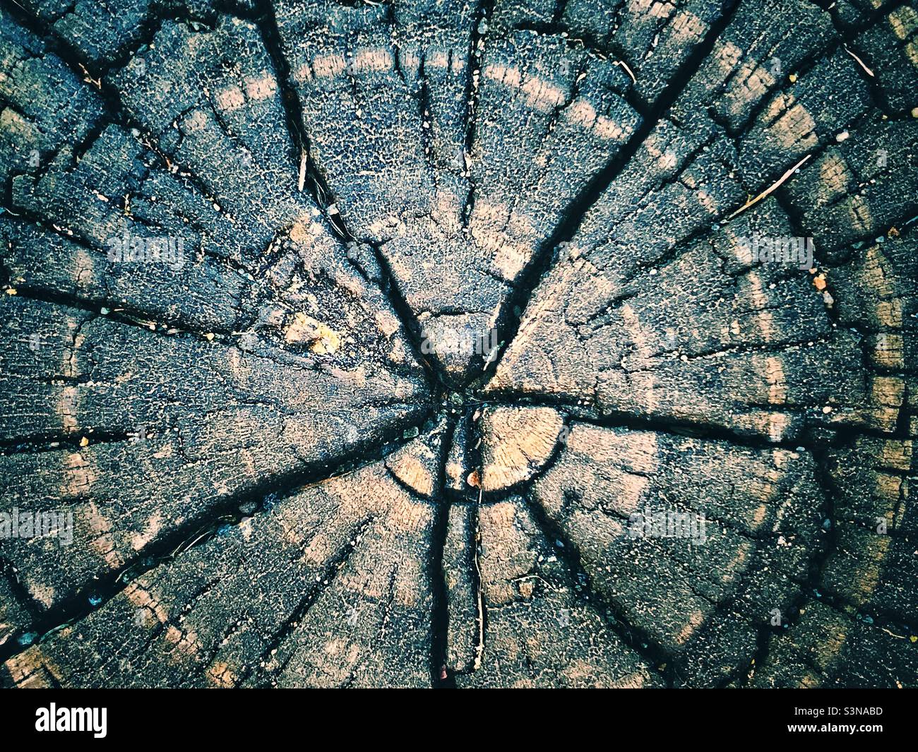 Tree ring - Smartphone Captured Stock Image
