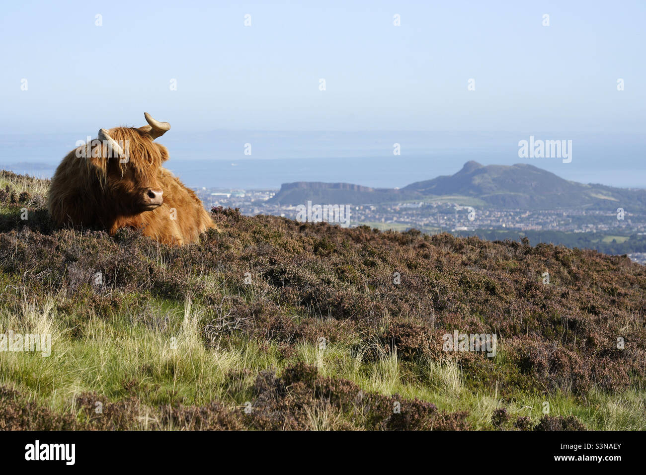 Highland Cow sunbathing in the Pentlands regional Park, Edinburgh - Smartphone Captured Stock Image