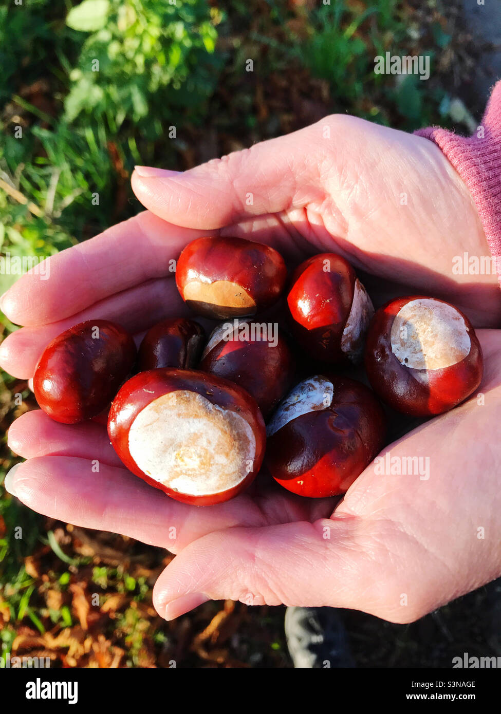 Conkers in a hand - Smartphone Captured Stock Image