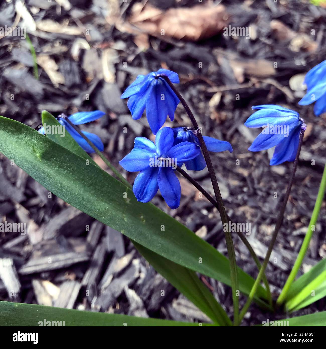 Bluebells signal spring is here with humility and gratitude. - Smartphone Captured Stock Image