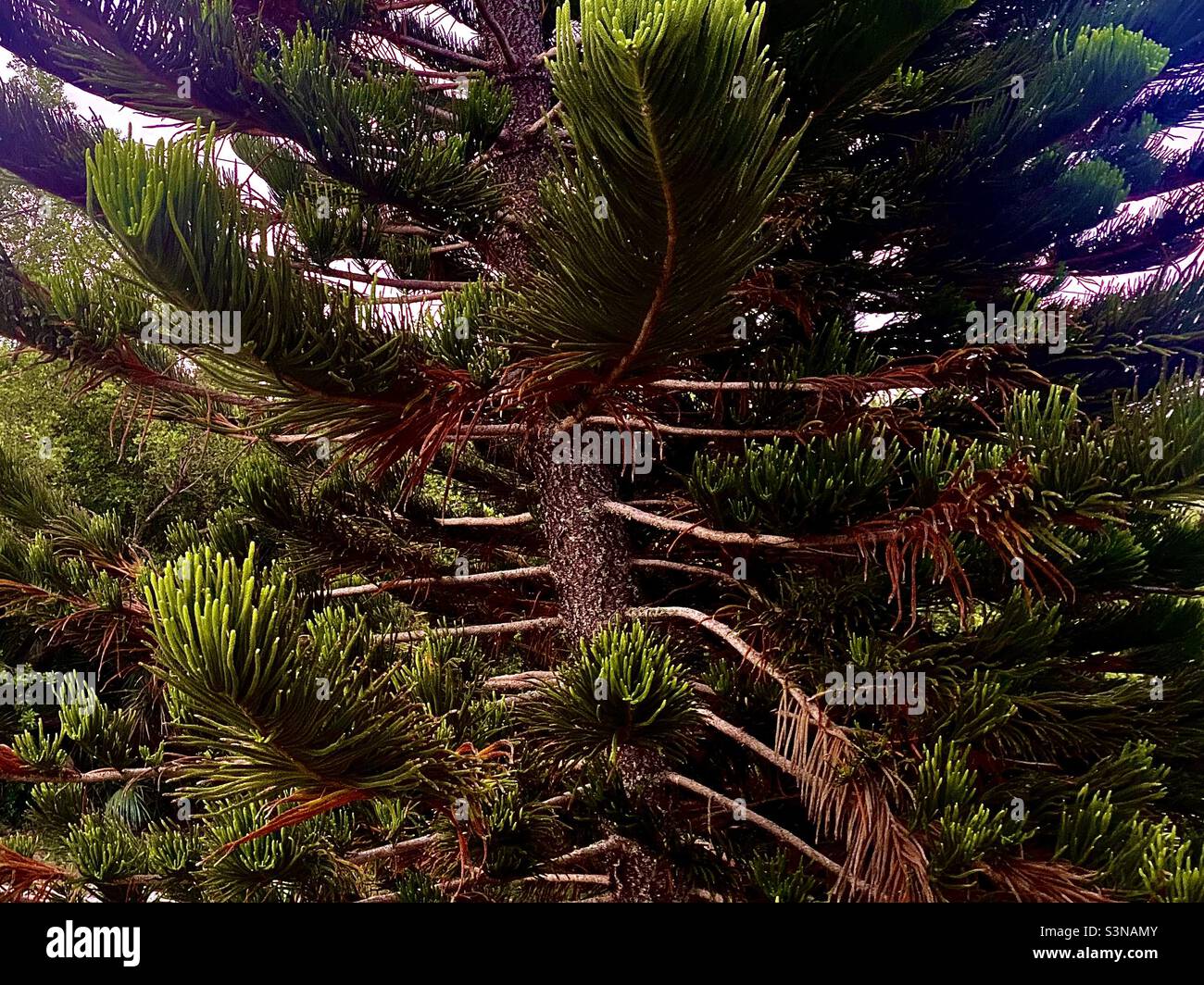 Closeup of a unique, large pine tree, trunk, branches, definition and