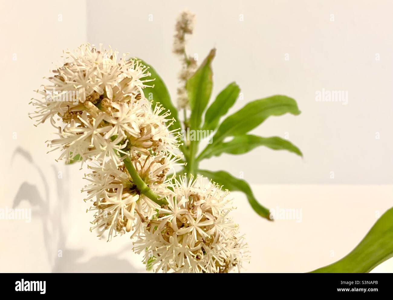 Dracaena fragrans. Flowering plant. Houseplant Stock Photo