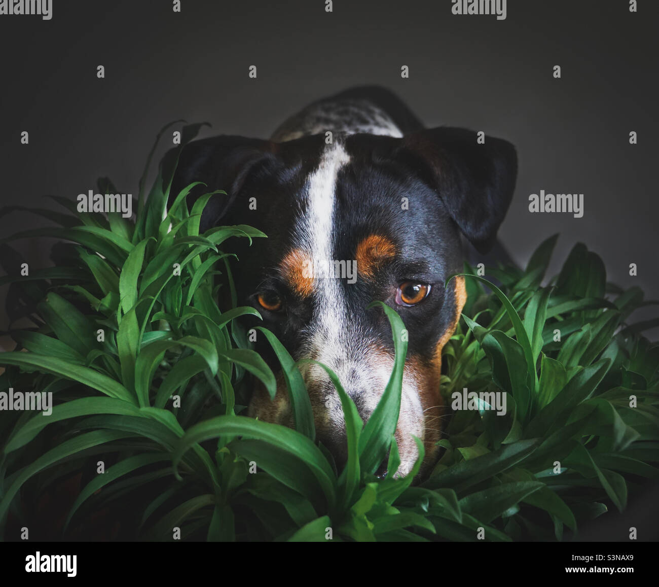 Dog in plant Stock Photo Alamy