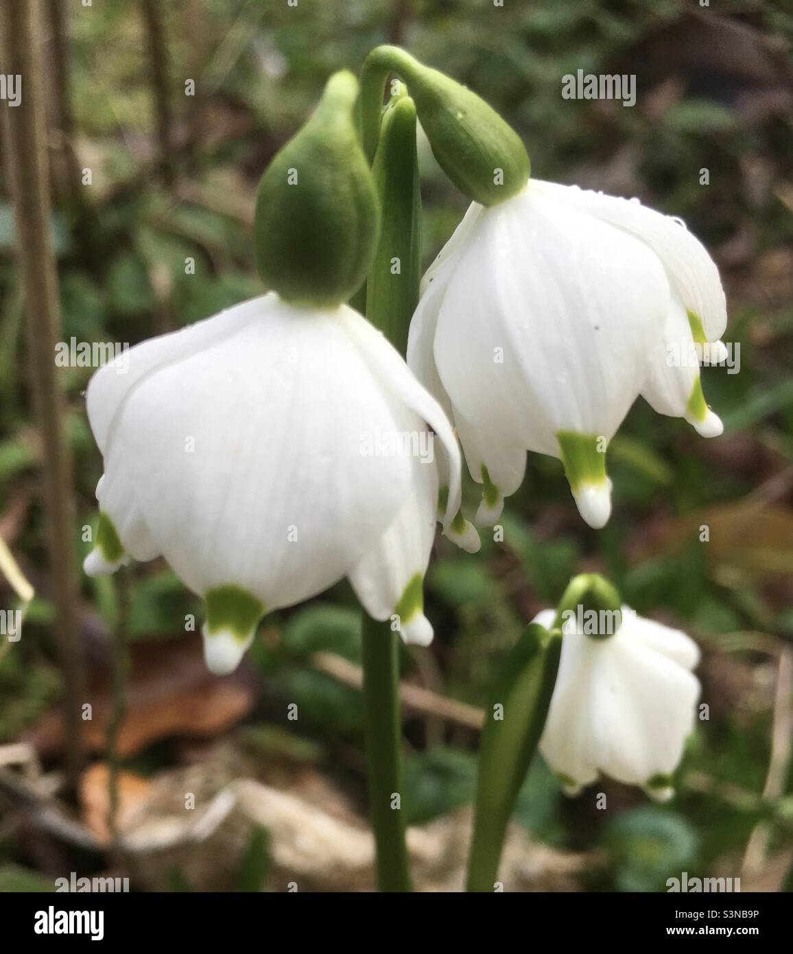 Snowdrops, spring, morning, flowers, white, green, nature, - Smartphone Captured Stock Image